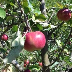 Cosmic Crisp And Melrose Apple Bundle (3 Trees)