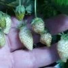 White Soul Alpine Strawberry