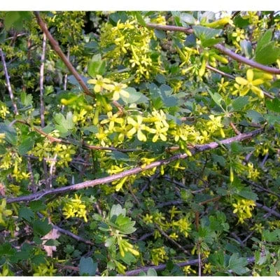 Black Topaz⢠Currant