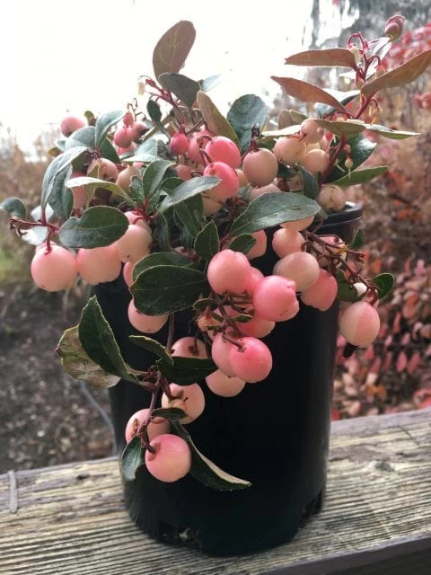 Winter Fiesta™ Wintergreen