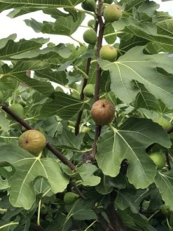 Madeleine Des Deux Saisons Fig