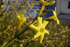 Winter Jasmine
