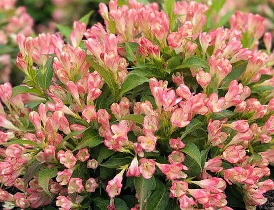 Alpha Peach Kisses⢠Weigela