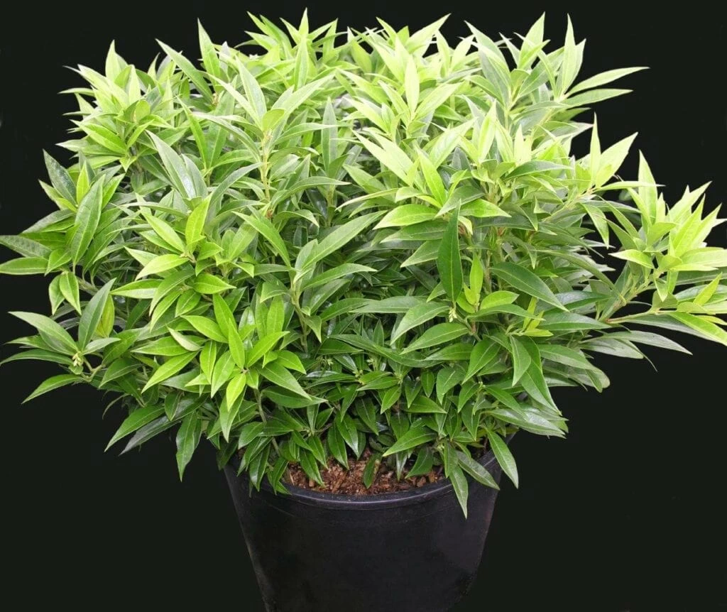 Fragrant Valleyâ„¢ Himalayan Sweet Box