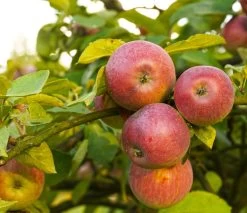 Apple Combo (5 Varieties)
