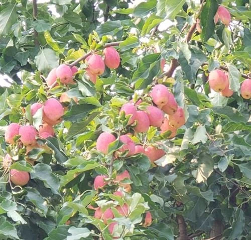 Centennial Crabapple - Image 2