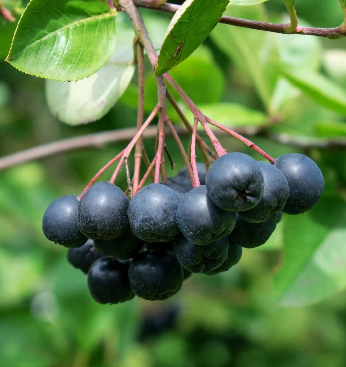 Viking Aronia