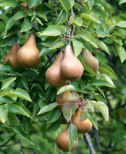 Bosc European Pear