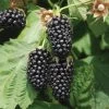 Columbia Star Thornless Blackberry
