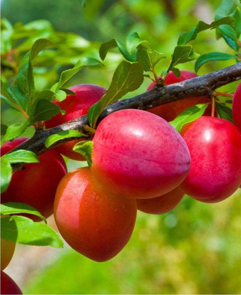 Combo Asian Plum (3 Varieties)