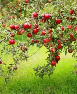 Combo Disease-Resistant Apple (4 Varieties)
