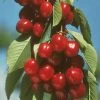 Early Burlat Cherry