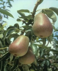 Harrow Delight European Pear