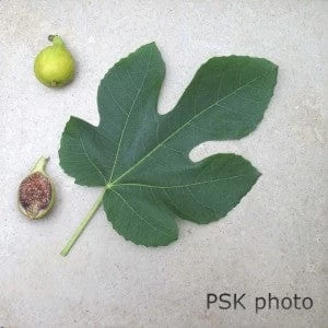 Peter's Honey Fig - Image 2