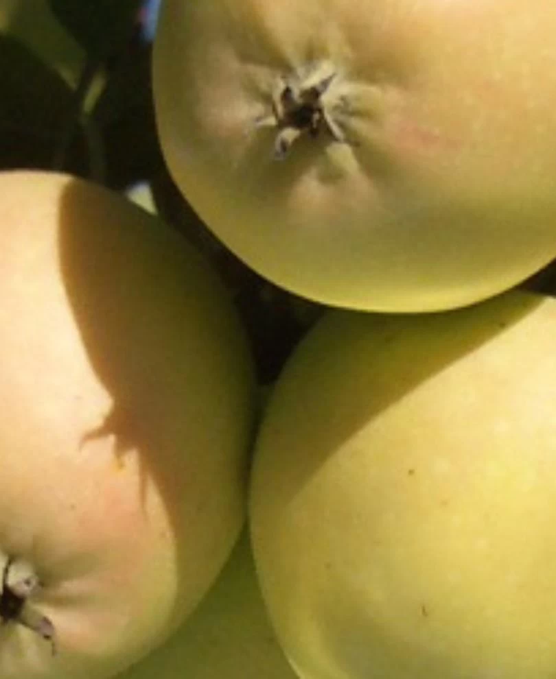 Harrison Cider Apple - Image 2