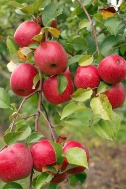 Easy-Grow Orchard Honeycrisp Apple Bundle (3 Trees)