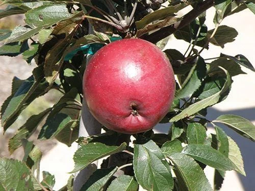 Arkansas Black Apple