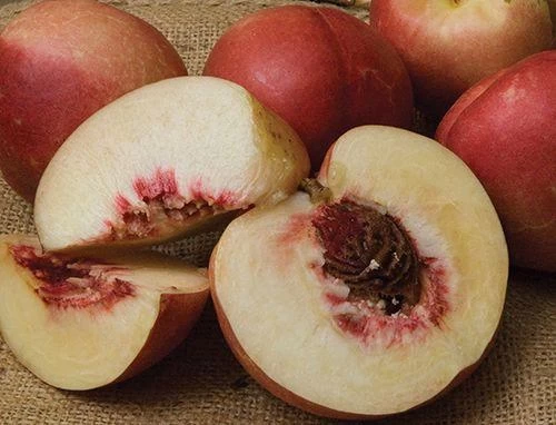 Spice Zee NectaPlumâ„¢