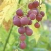 Hungarian Seedless Grape