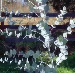 Gunnii Eucalyptus
