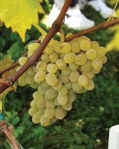 Neptune Seedless Grape