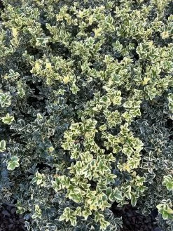 Alpha Variegated Boxwood