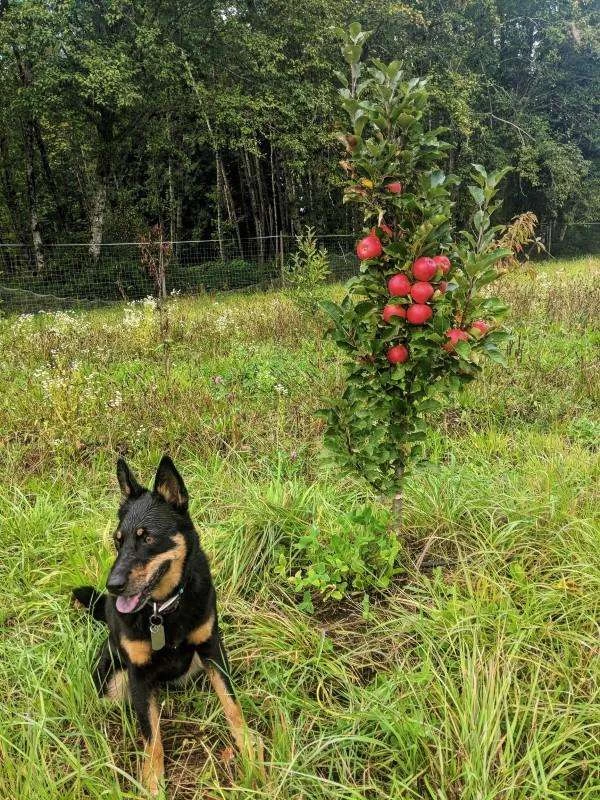 Scarlet Sentinel Columnar Apple - Image 2