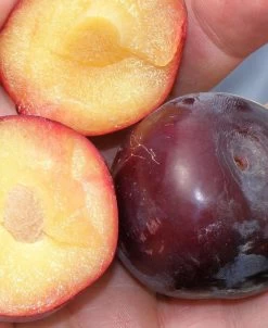Kuban Delight Asian Plum