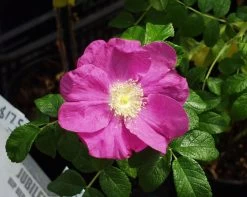 Jubilee Rosa Rugosa