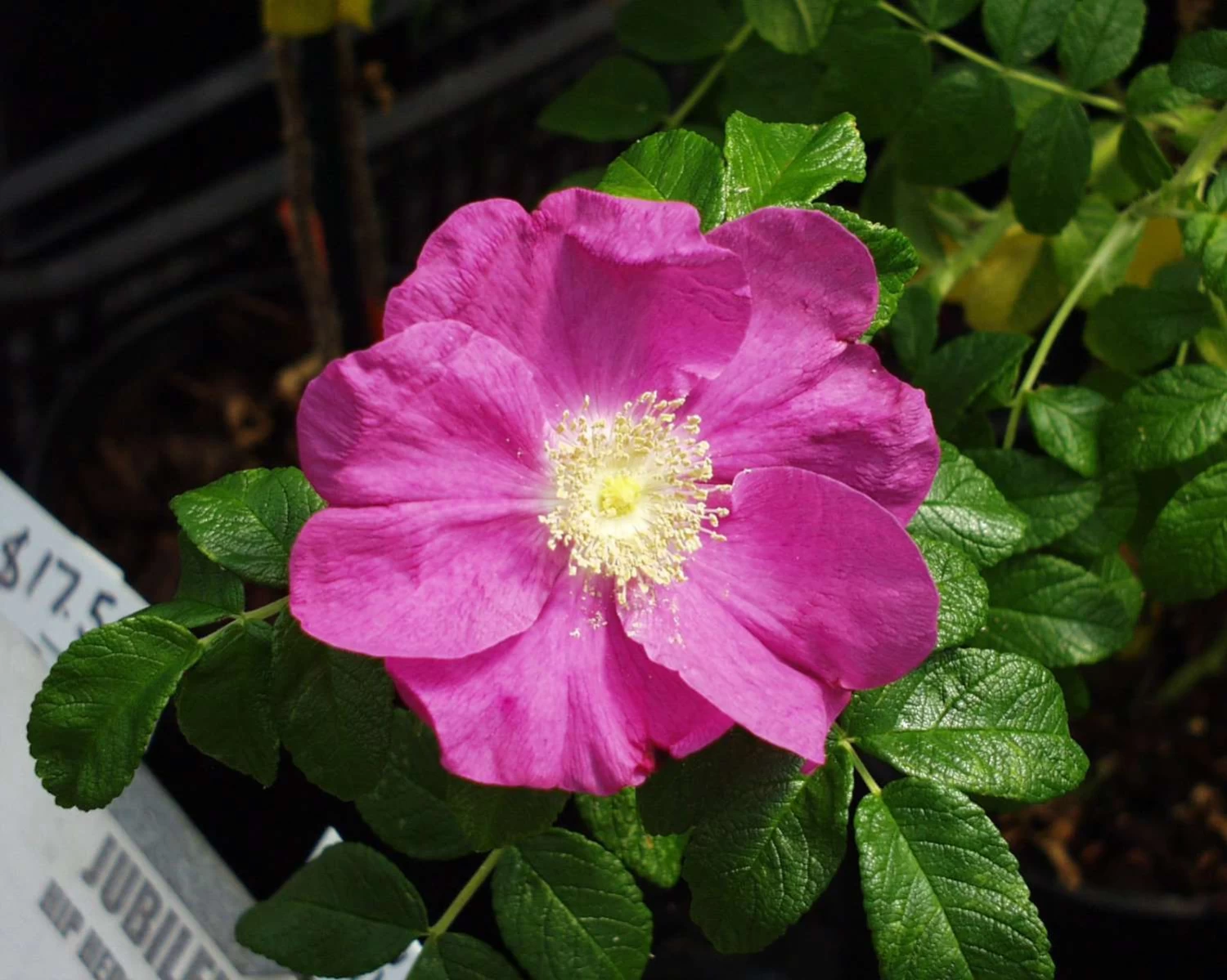 Jubilee Rosa Rugosa