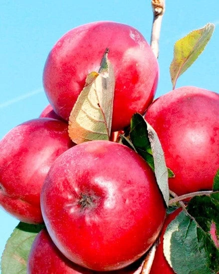 Redlove® Odysso - Image 2