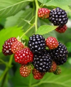 Osage Thornless Blackberry