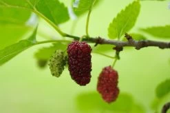 Red ShahToot Mulberry
