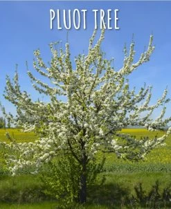 Combo Pluot Tree (3 Varieties)