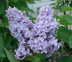 President Grevy Lilac