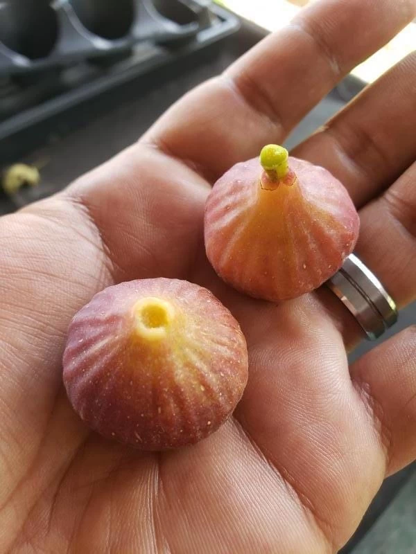 Little Ruby Fig - Image 2