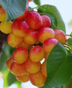 Rainier Cherry