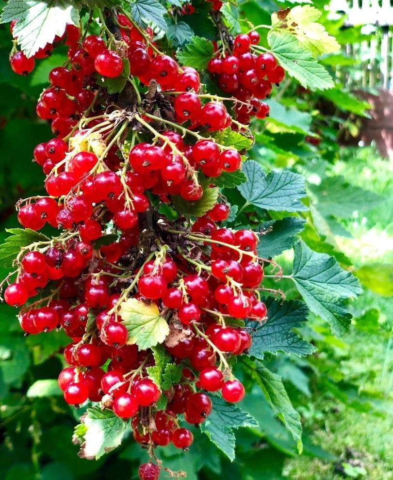 Rolam Red Currant