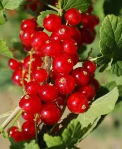 Cascade Red Currant