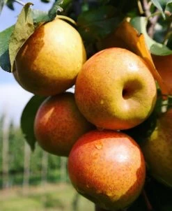 Reddy Robin Asian Pear