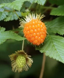 Salmonberry