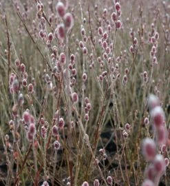 Mt. Asama Pink Willow