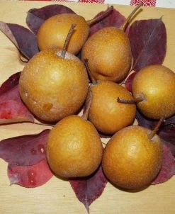 Seuri Asian Pear