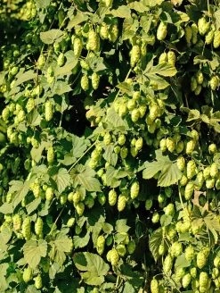 Willamette Hops