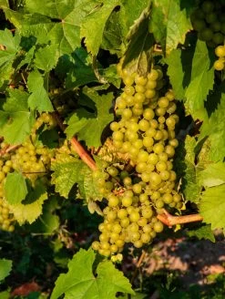 Madeleine Angevine Grape