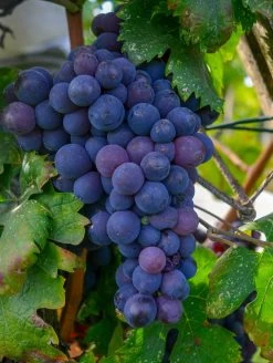 Campbell's Early Grape