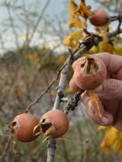 Pucia Super Mol Medlar