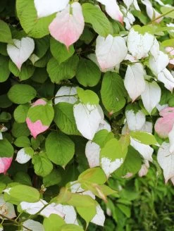 Pasha™ Arctic Beauty Kolomikta Male Kiwi