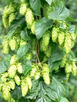 Tettnang Hops