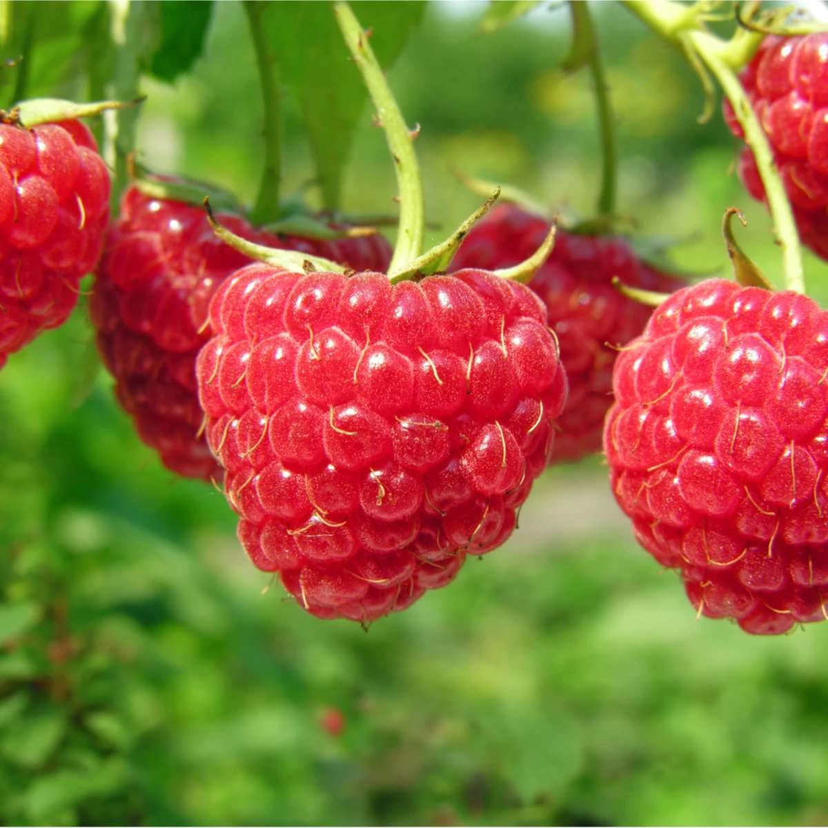 Boyne Raspberry Bundle (5 Plants)